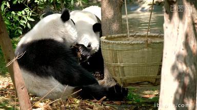 熊猫成都野生动物濒临灭绝